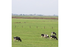 Image Cows in a field in the Netherlands.